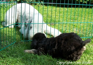 Alanus & Svet 07052006-1.jpg